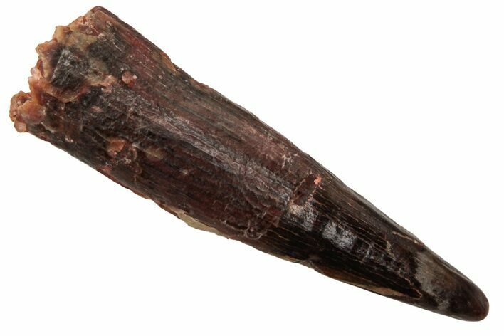 Fossil Pterosaur (Siroccopteryx) Tooth - Morocco #228850